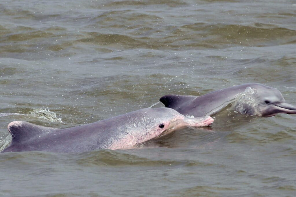 Eavesdropping on Malaysia’s dolphins: Interview with marine bioacoustician Saliza Bono