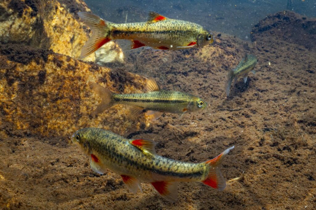 Eradicating invasive bass gives endangered South African fish room to recover