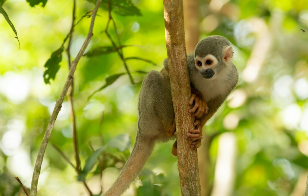 Extractive industries threaten global goal to protect 30% of nature by 2030, report finds