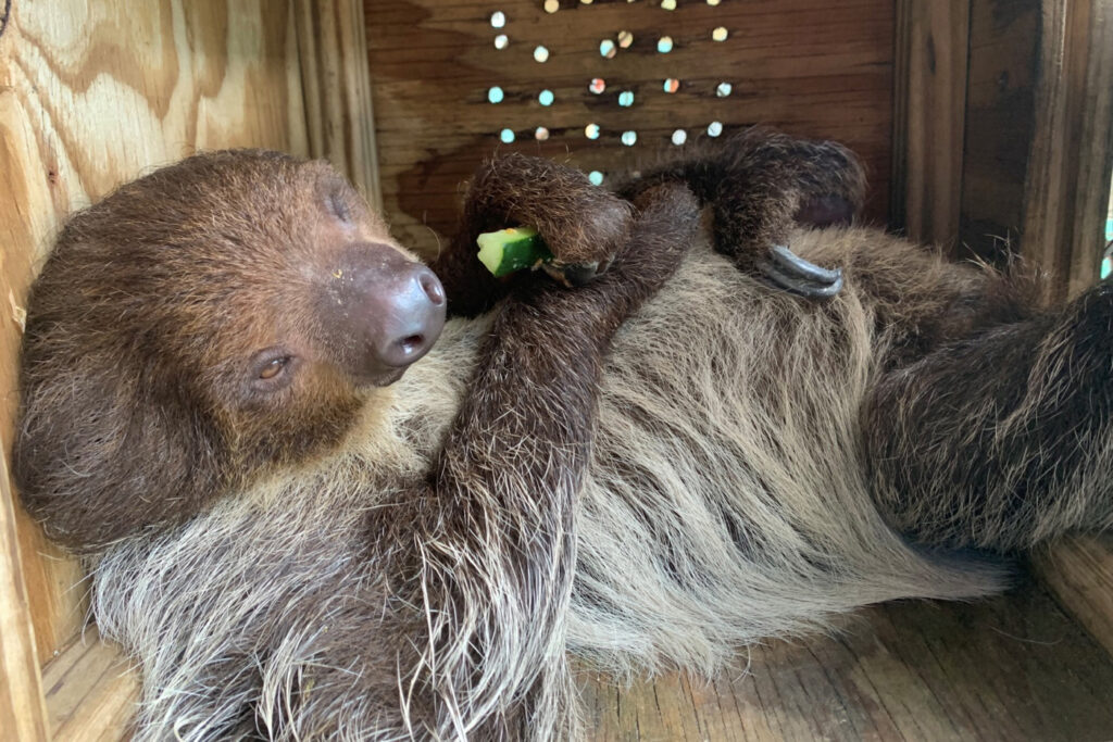 Federal Lawmakers Introduce Bipartisan Bill to Ban Wild Sloth Imports