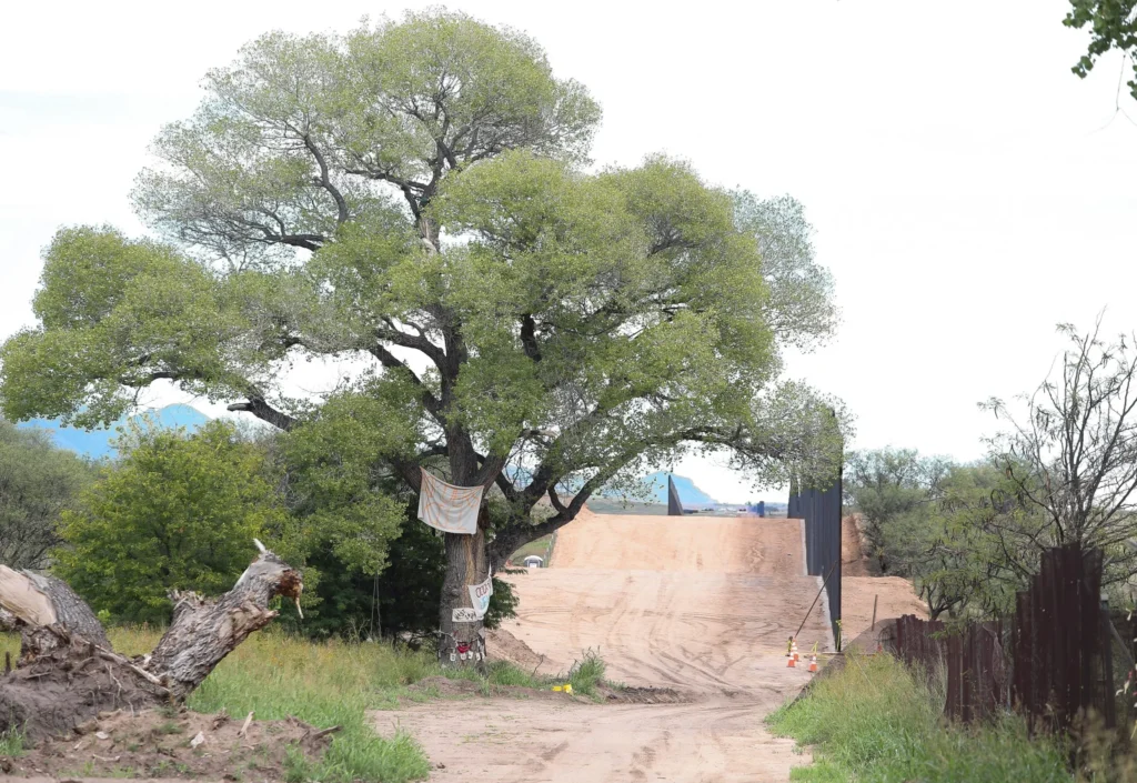 Final ‘Grandmother’ Cottonwood Toppled, Protesters Arrested in Arizona