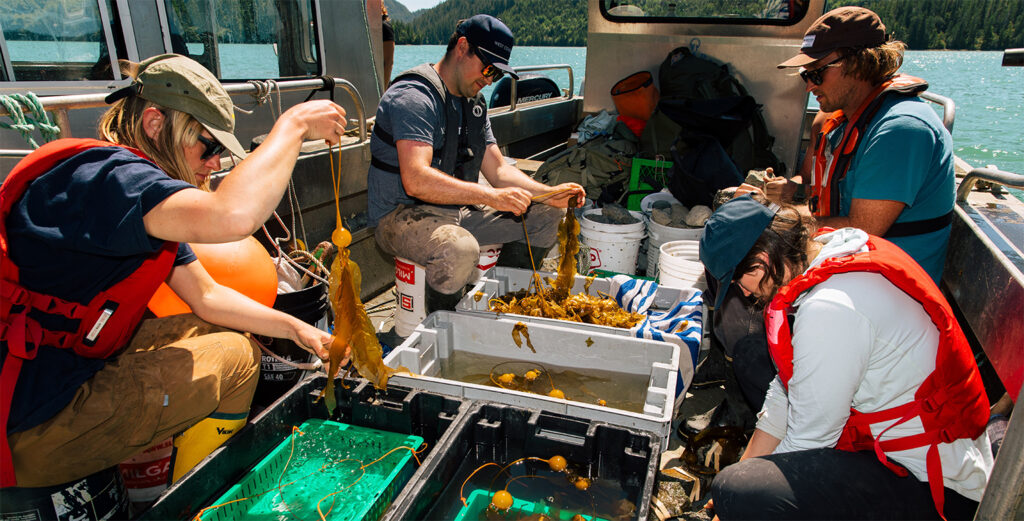 First Nation-led effort replants kelp forests in Clayoquot Sound
