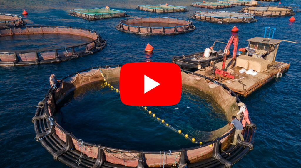 Food for Feed – Inside Climate News