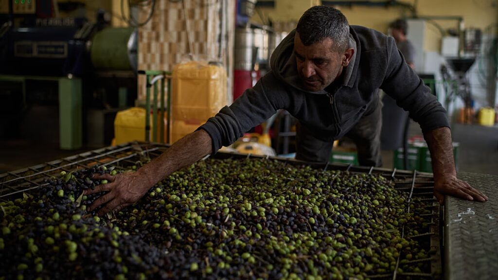 Four Italian activists held during West Bank olive harvest amidst rising settler violence
