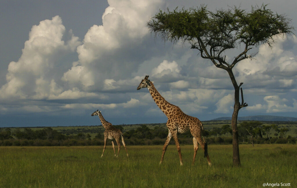 From ‘community-based’ to ‘community-led conservation’ in Kenya: Interview with Dickson Kaelo