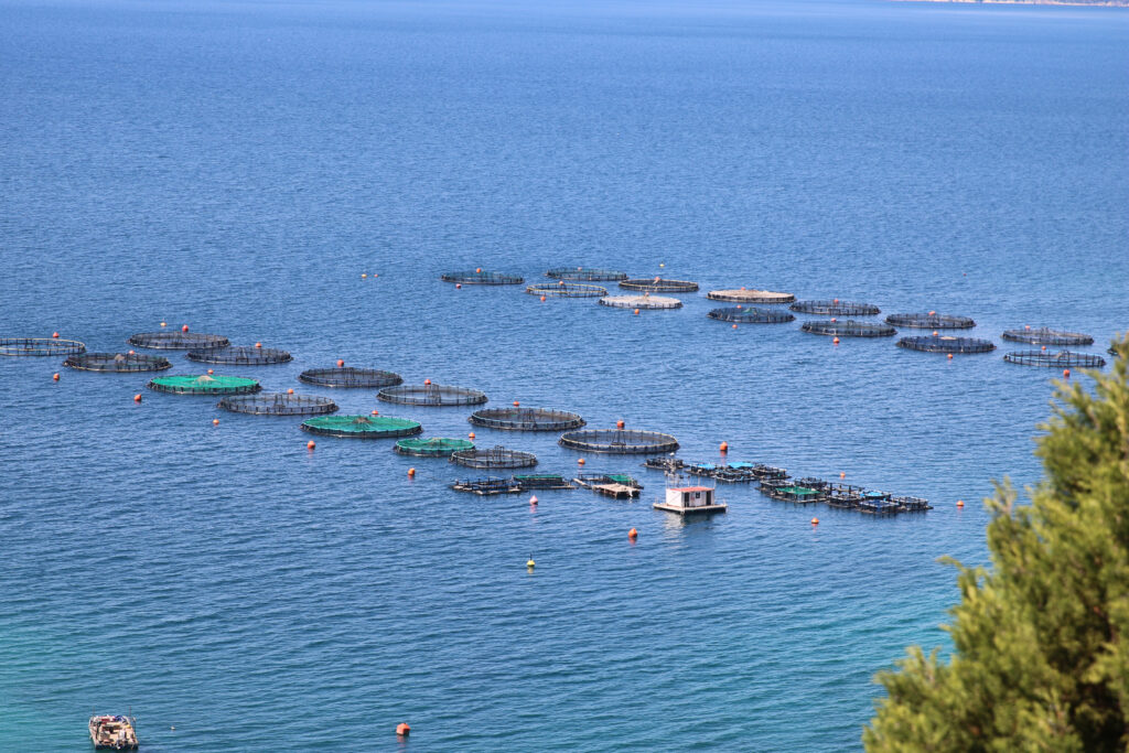 Greece’s Seafood Problem Starts Elsewhere