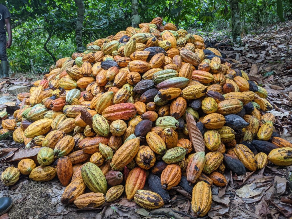 Heavy rains during critical period of cacao cultivation hit Ghana’s yields