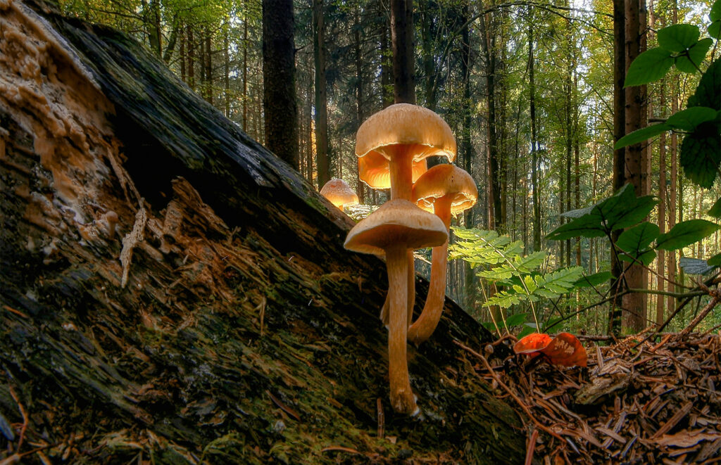How much nature is left? Interview with Nature Data Lab’s Karl Burkart