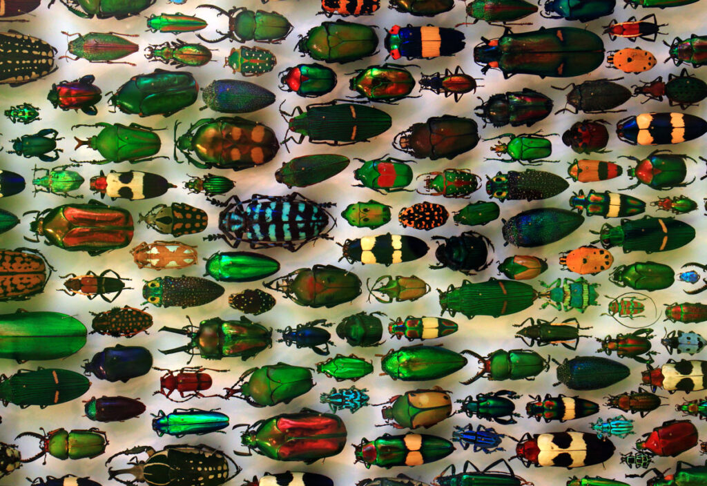 If we don’t start counting insect populations, we won’t know what we’re losing (commentary)