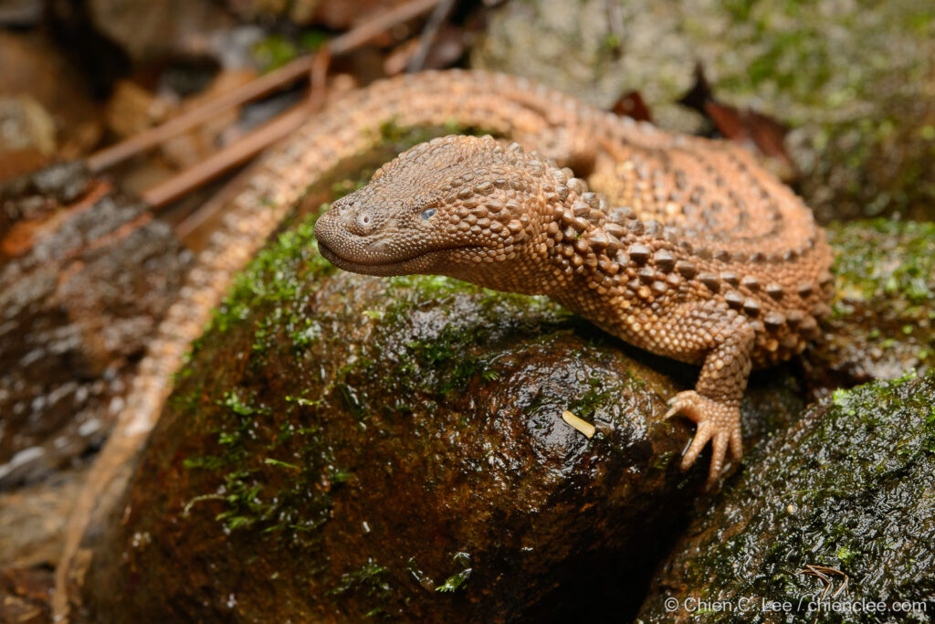 Illegal wildlife continues to slip through Canada’s borders. Experts explain how