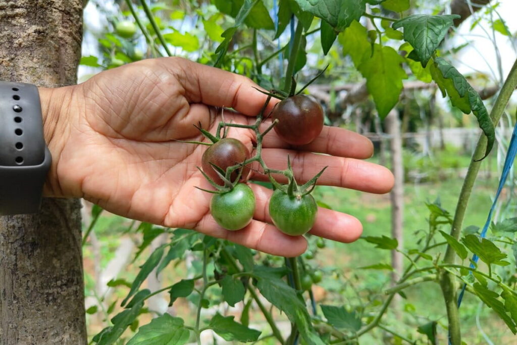 India’s forgotten vegetables offer a glimpse into what global diets are missing