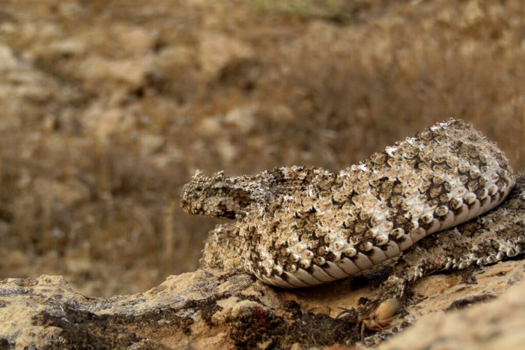 Inside the ‘unique’ tail of Iran’s spider-tailed horned viper