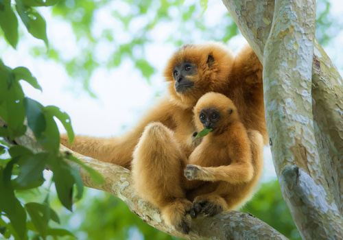 International Gibbon Day: Stories of threats and survival