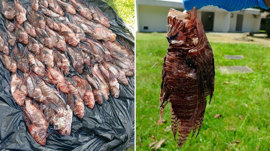 Invasive lionfish reach Brazil’s largest coral reefs. Local fishers fight back