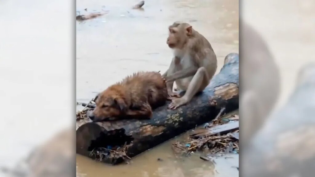 Is video of monkey rescuing dog from floodwaters in Thailand real?