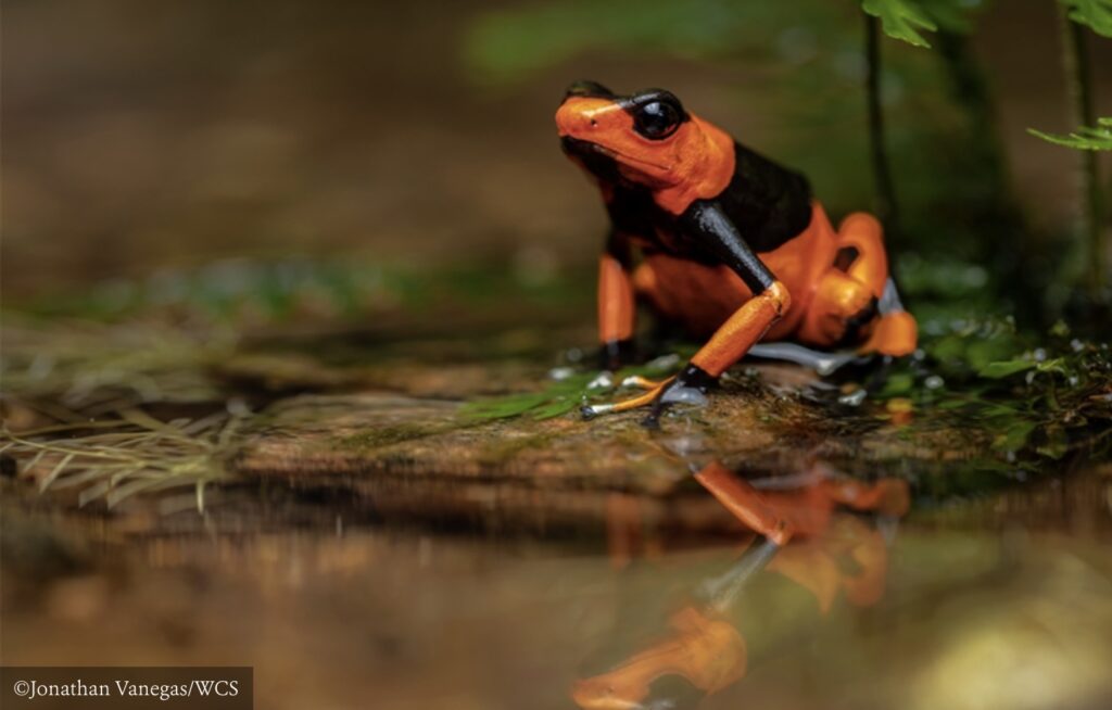Legal gaps allow rampant pet trade, poaching reptiles and amphibians towards extinction