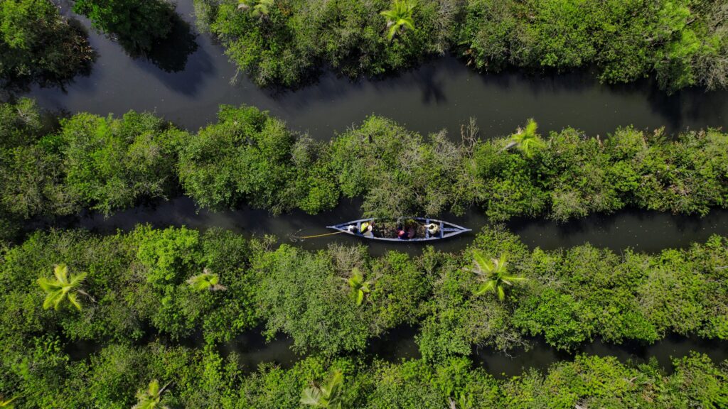 Mangroves gain ground globally, marking turnaround after decades of loss