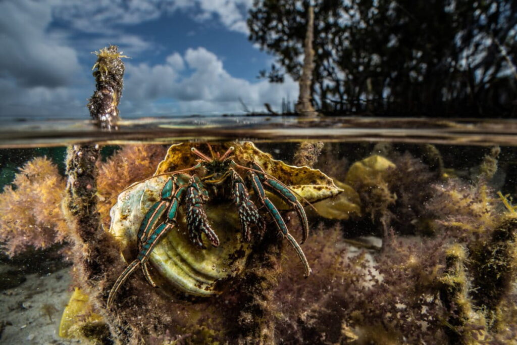 Mangroves keep waves at bay. A new study helps scientists predict how