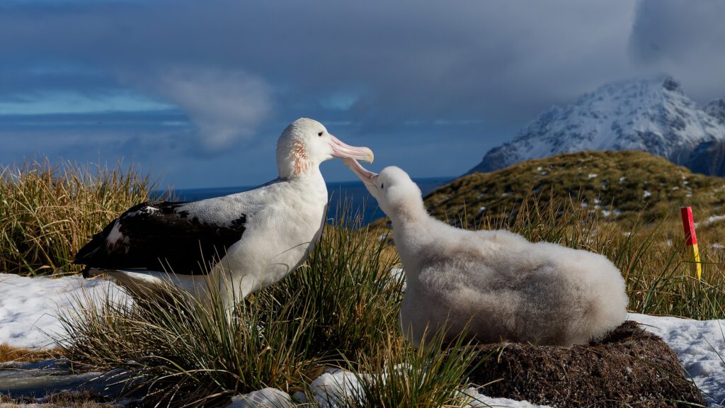Nations at southern bluefin tuna meeting stop short of adopting new seabird protections