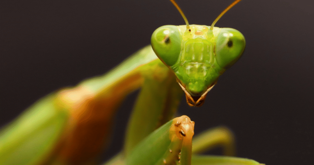 ‘NeedyMantis’ Provides Long-Term Access to Compromised Networks