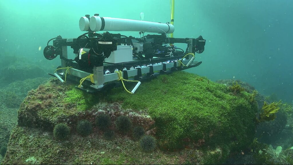 New Zealand builds an arsenal of tools to battle a ‘wily’ invasive seaweed