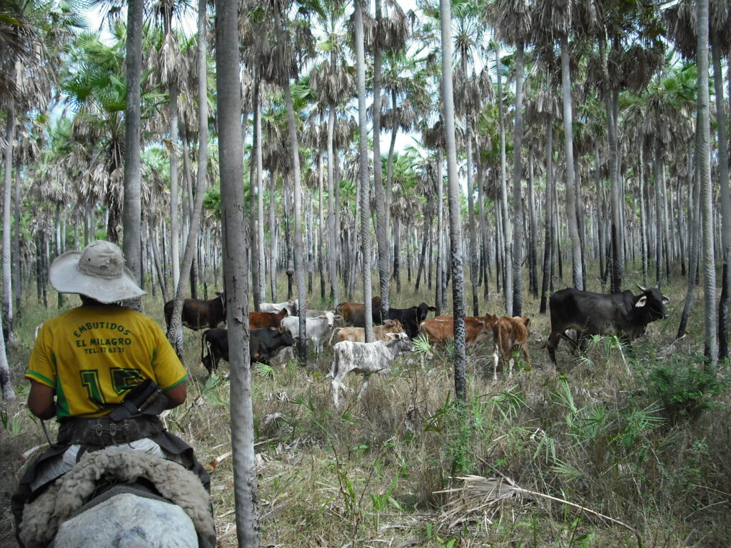 Paraguay meets UN deadline for improving governance in Chaco Biosphere Reserve