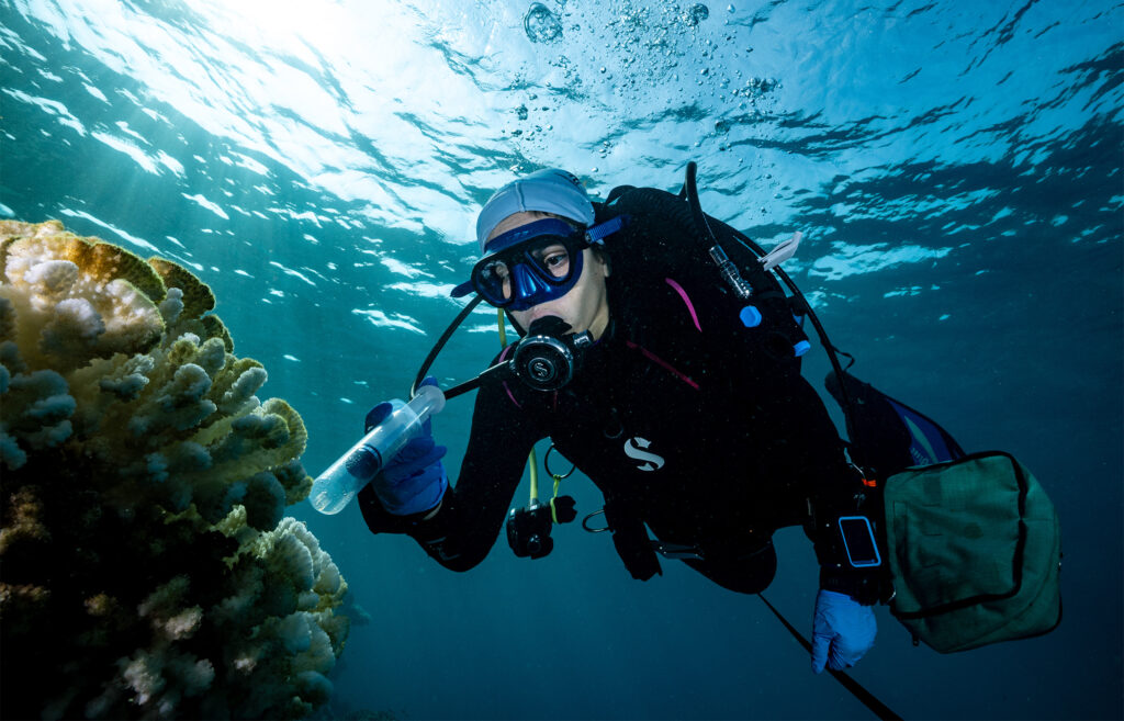 Probiotics prevented coral bleaching during a Red Sea heat wave: Study