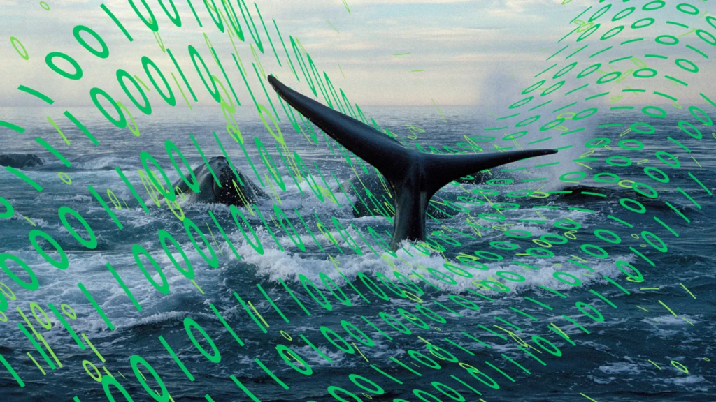 Proposed Maine underwater data center that could harm endangered whales is far from done deal