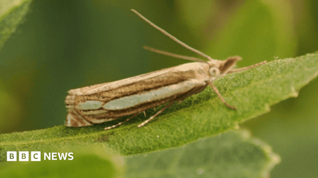 Rare Bog Grass Moth species found in Gwynedd nature reserve