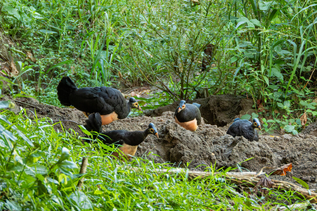 Rare Indonesian maleo birds face new threat from international exotic pet trade