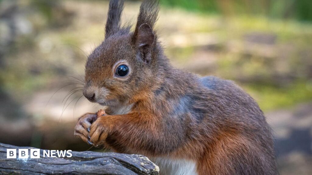 Red squirrel project opens £250k community grant
