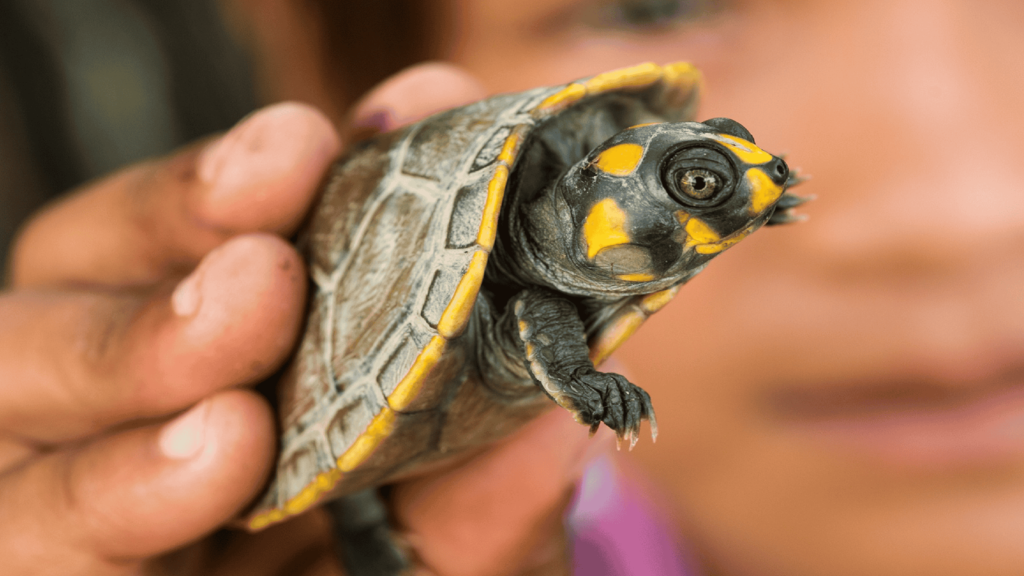 Researchers uncover hidden routes and patterns of Amazon wildlife trade
