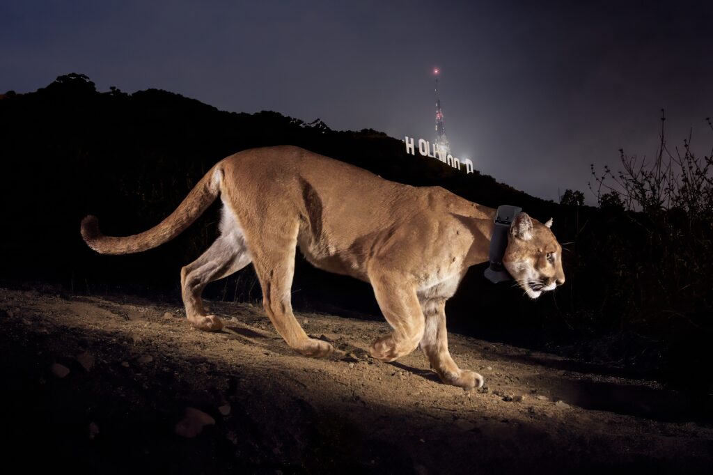 Saving big cats: Storytelling duo Steve Winter & Sharon Guynup publish new book