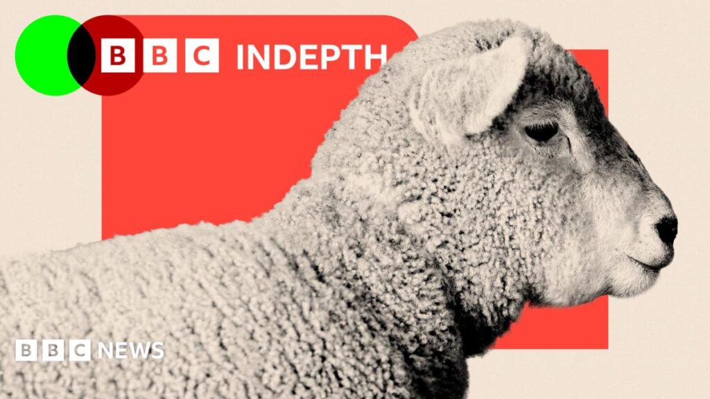 Sheep are disappearing from our hills and our dinner plates