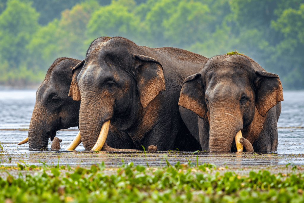 Sri Lanka elephant found with a gunshot wound. How can tuskers be protected?