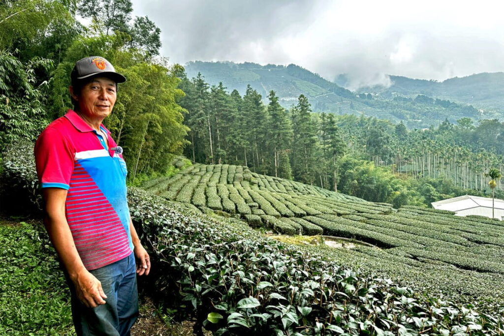 Taiwan’s tea growers let nature take back control as climate pressures mount