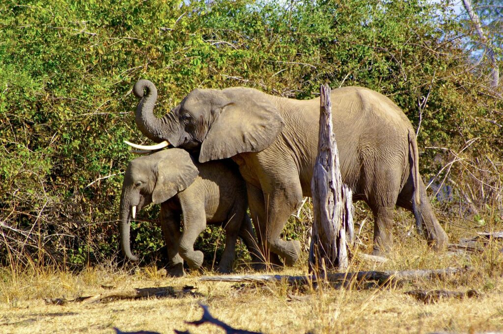 Thailand seizes ivory shipment from Zambia, to launch DNA investigation