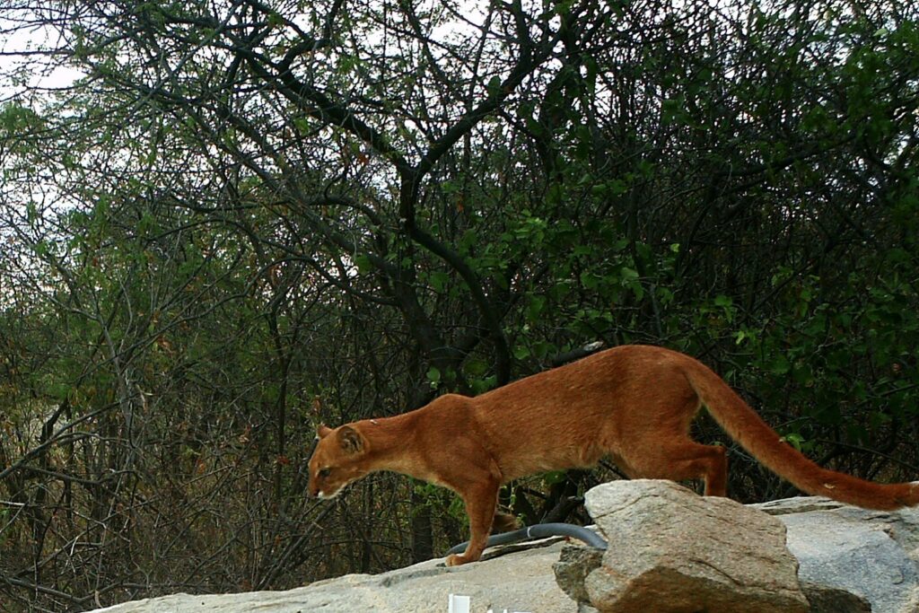 The jaguarundi is relatively easy to see. That may have hidden its decline