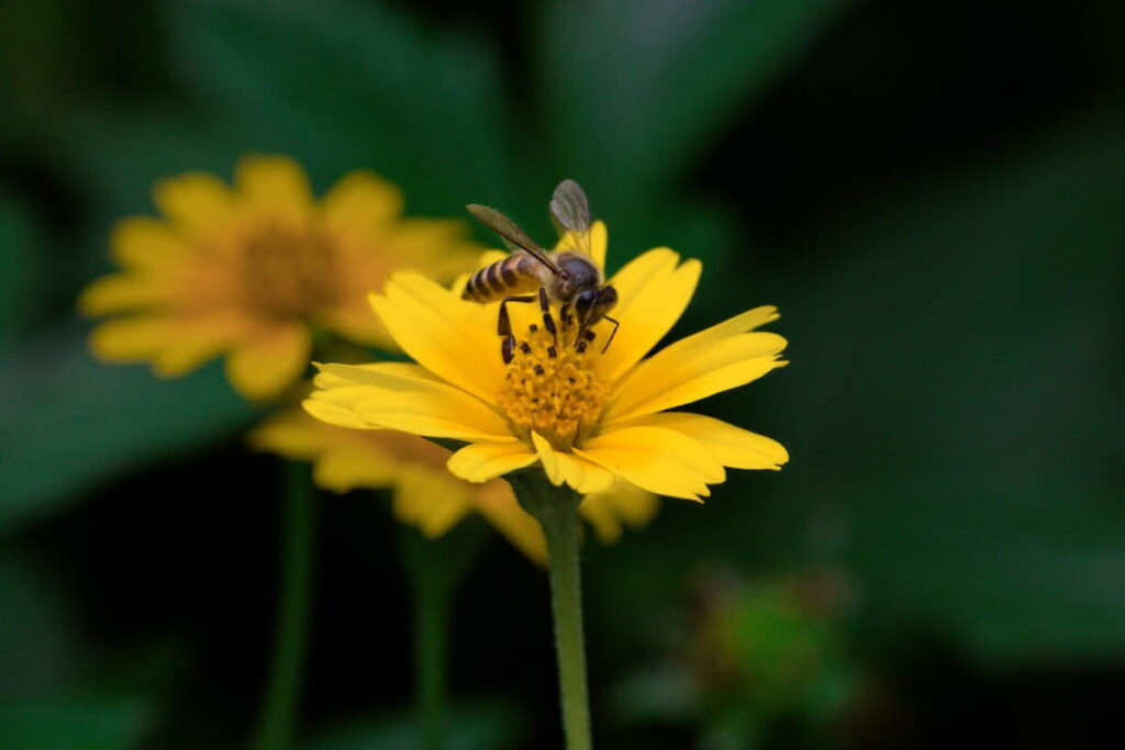 The women keeping Uttarakhand’s native bees alive