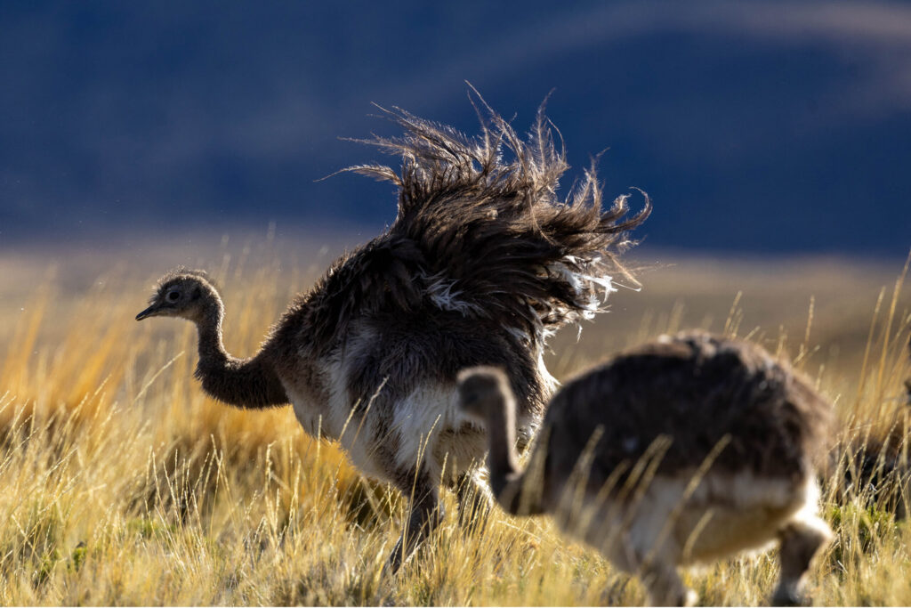 These women are bringing Darwin’s rheas back to Chilean Patagonia