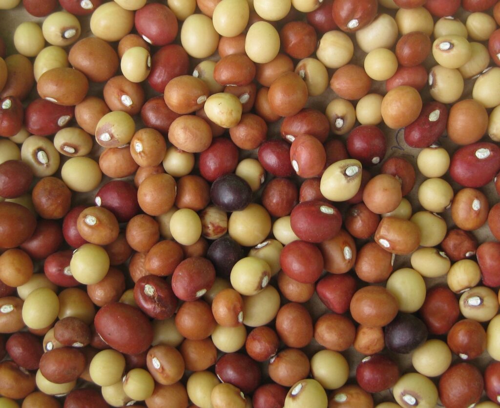 To help farmers in Southern Africa, scientists predict when to plant native nuts