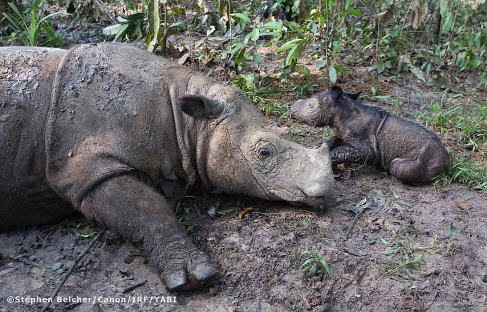 Two rare pregnancies spark hope for Sumatran rhinos — but also concerns about inbreeding