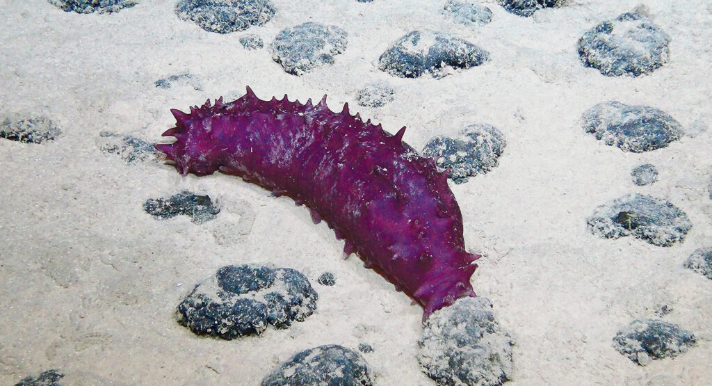 US deep-sea mining claims in Pacific’s high seas now rival the area set aside by international regulator