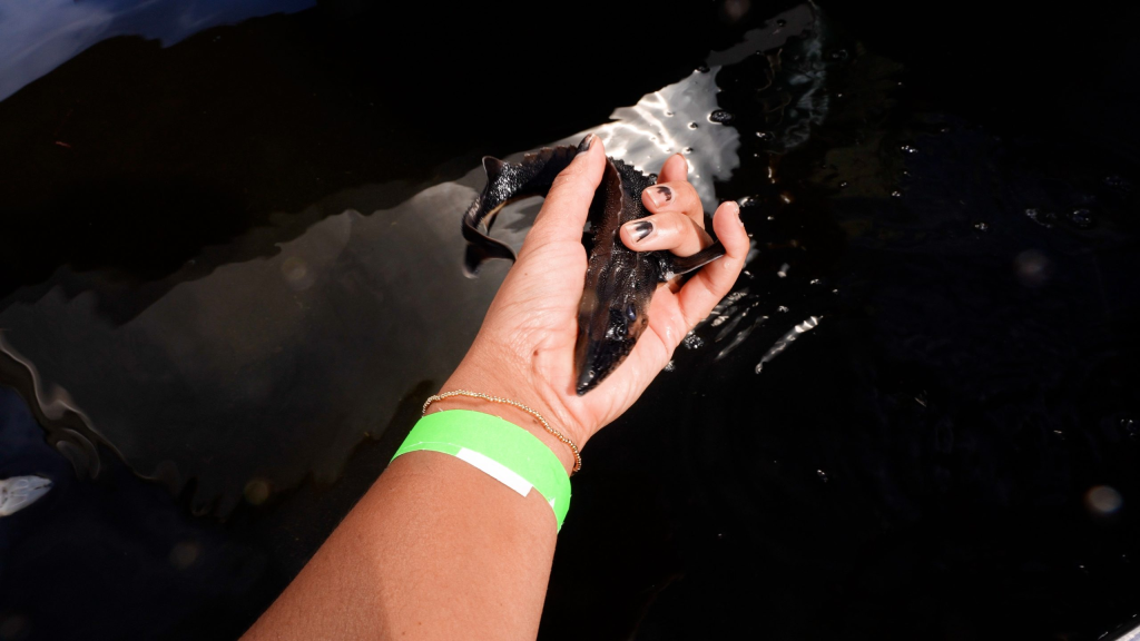 Watch: How Wisconsin’s lake sturgeon are making a comeback in the Milwaukee River basin
