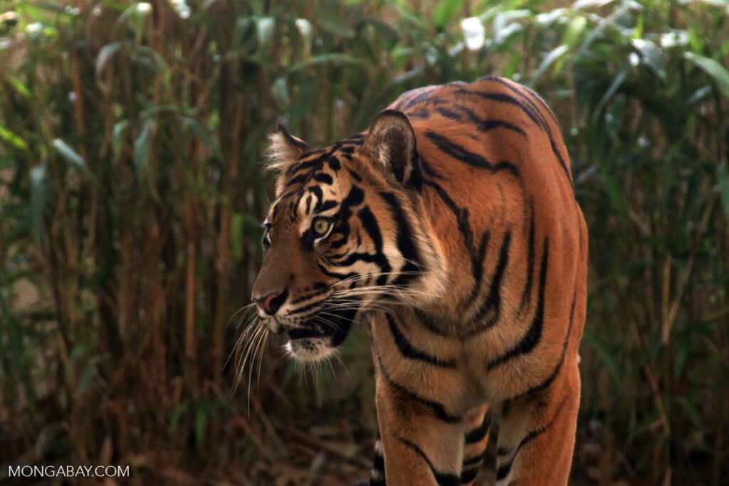 Weak prosecution leaves Southeast Asia’s tigers vulnerable to trafficking: Report