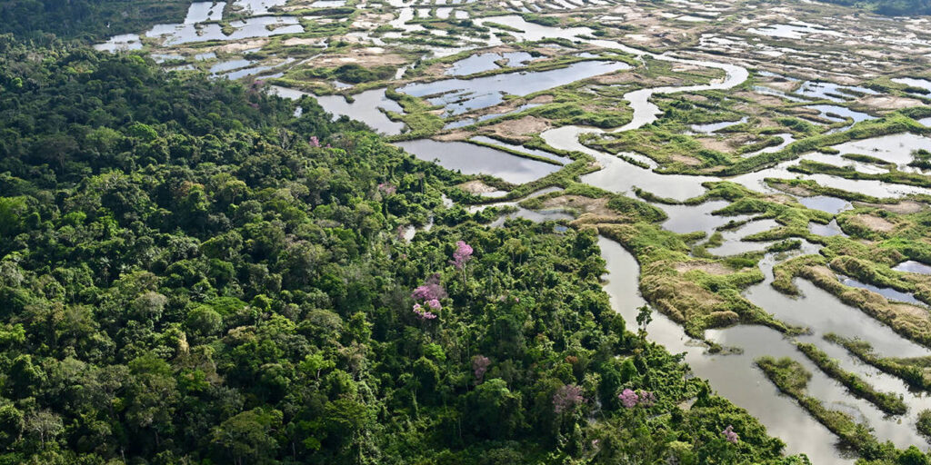 Who Will Pay to Preserve Tropical Forests? by Carlos Nobre & Lee White