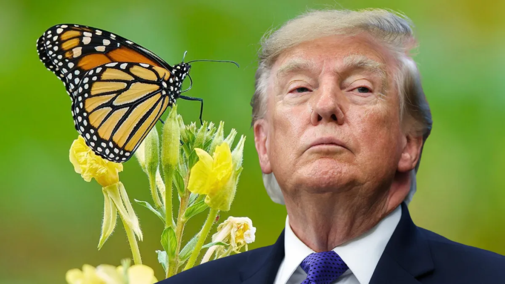 Why Endangered Species Act protections for monarch butterflies are in limbo under Trump