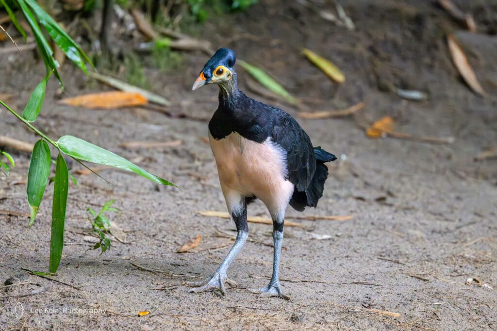 Wildlife traffickers are now targeting Indonesia’s critically endangered maleo birds