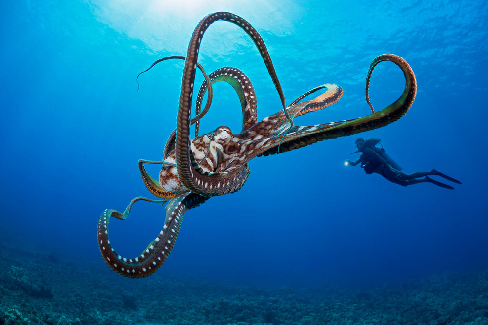 World Octopus Day: new discoveries about the world’s smartest invertebrates