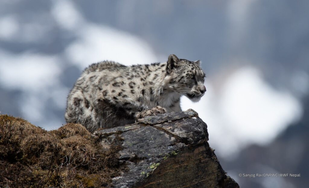 World Snow Leopard Day: Community action and new science foster coexistence with humans